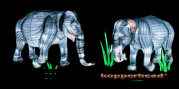 93023 07 2024 Kopperhead