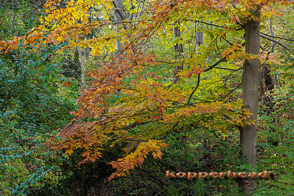 78953 11 2023 Kopperhead