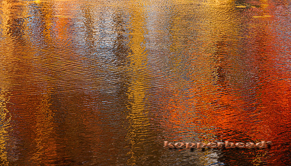 79032 11 2023 Kopperhead
