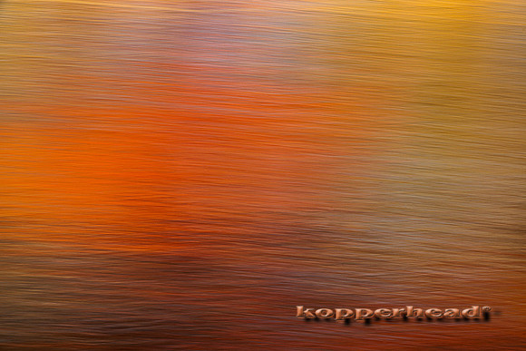 79033 11 2023 Kopperhead