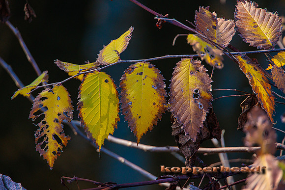 79189 11 2023 Kopperhead