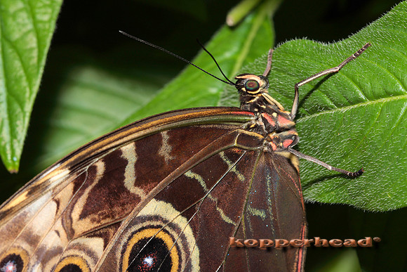 08254x 09 2008 Kopperhead