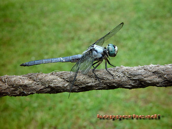 OB Dragonfly side 4336x
