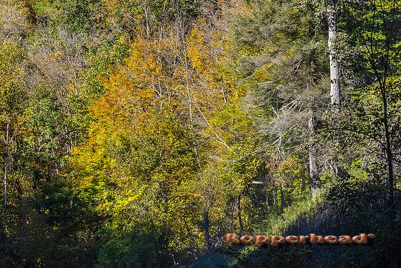 42825 10 2015 Kopperhead