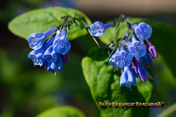 05318 05 2020 Kopperhead