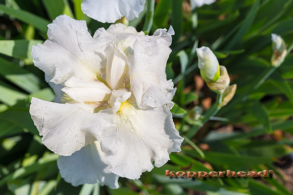 06413 05 2020 Kopperhead