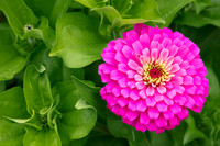 Stan Hywet; July 2020