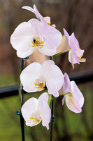 Orchids 03/24