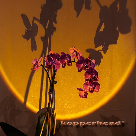 83250 03 2024 Kopperhead