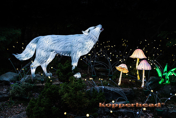 92998 07 2024 Kopperhead