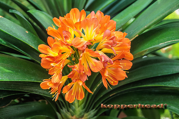 104006tS 04 2025 Kopperhead