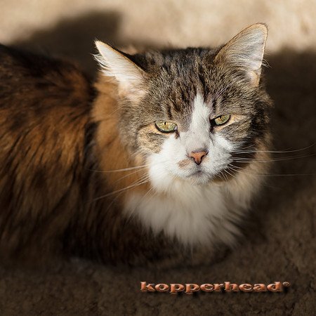 00004 11 2016 Kopperhead