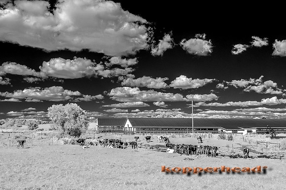 69963ir 09 2016 Kopperhead