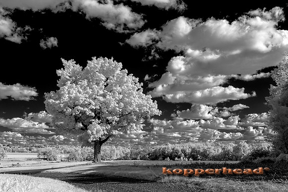 69962ir 09 2016 Kopperhead