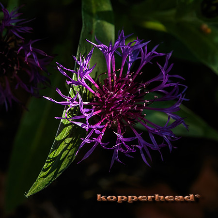 51133 05 2016 Kopperhead