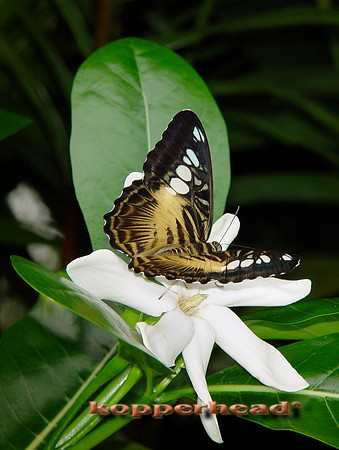 NF Butterfly on Wh 6319x