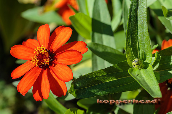 61763 09 2016 Kopperhead