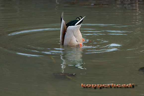 99439 12 2024 Kopperhead