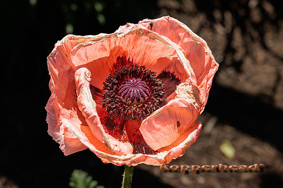 85332 05 2024 Kopperhead