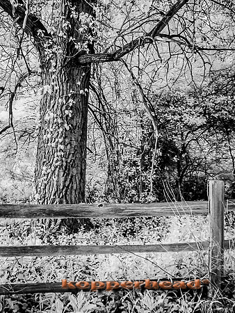 DSC00067 05 2014 Kopperhead