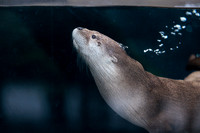 Akron Zoo