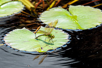 Stan Hywet Gardens