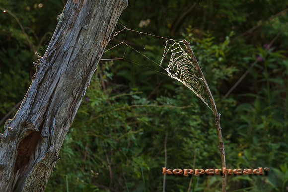 64728 06 2014 Kopperhead