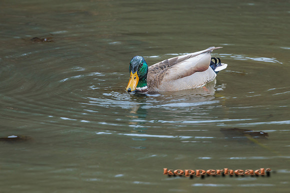 99440 12 2024 Kopperhead