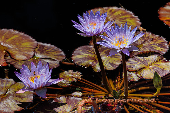 49006tA 08 2022 Kopperhead
