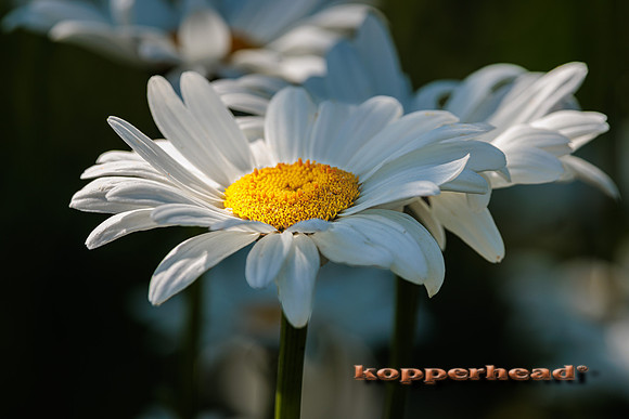 108748 06 2025 Kopperhead