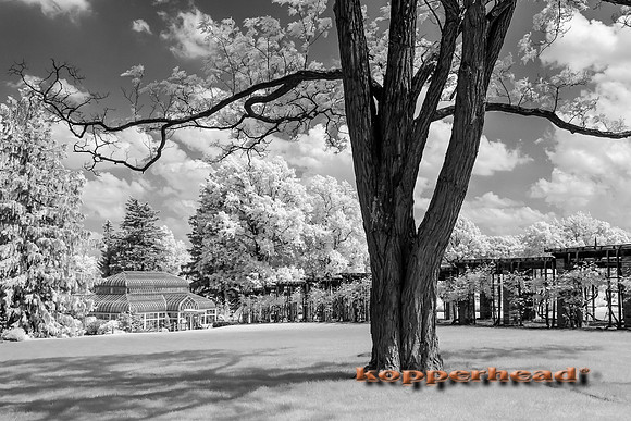69428ir 05 2016 Kopperhead
