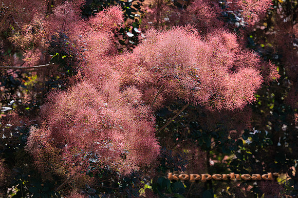 108788 06 2025 Kopperhead