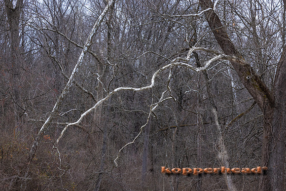 99447 12 2024 Kopperhead