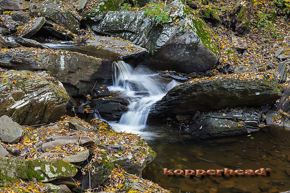00279 10 2016 Kopperhead