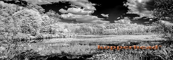DSC00021-22 05 2014 Kopperhead