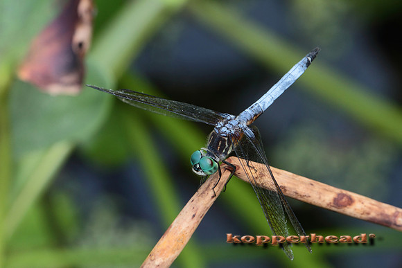 07952x 07 2010 Kopperehad