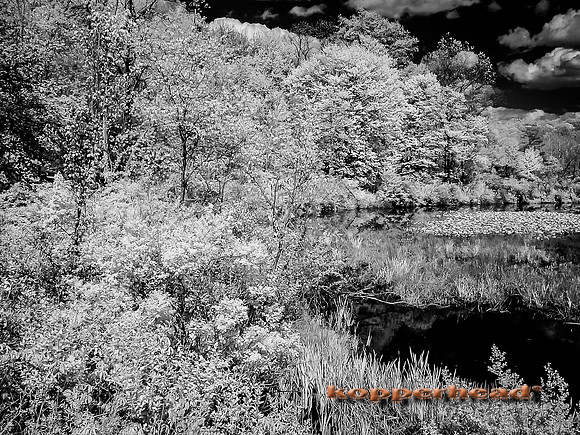 DSC00022 05 2014 Kopperhead