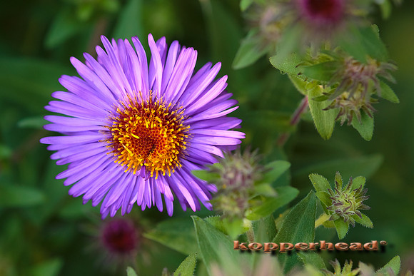 61765 09 2016 Kopperhead
