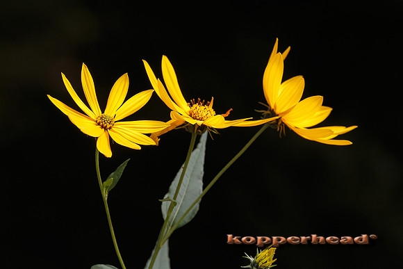 61582 09 2016 Kopperhead