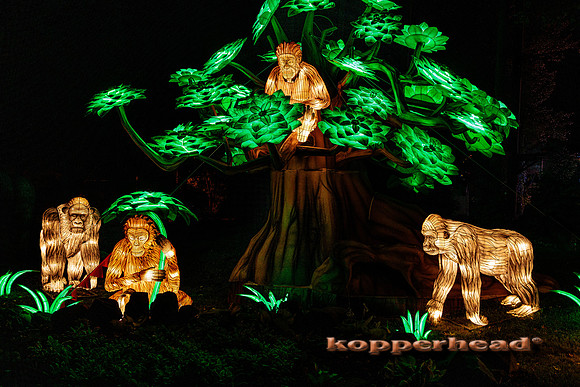 93021 07 2024 Kopperhead