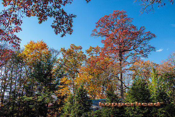 97796 11 2024 Kopperhead