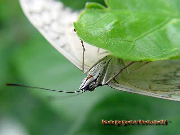 FP UpsideDown White 2083x