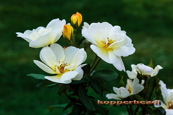 61316 09 2016 Kopperhead