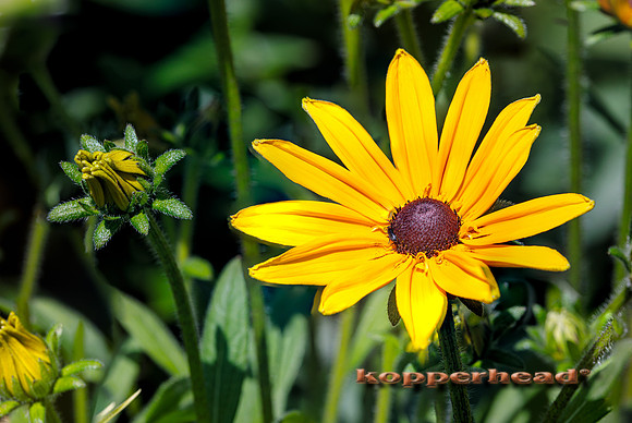 108785fS 06 2025 Kopperhead